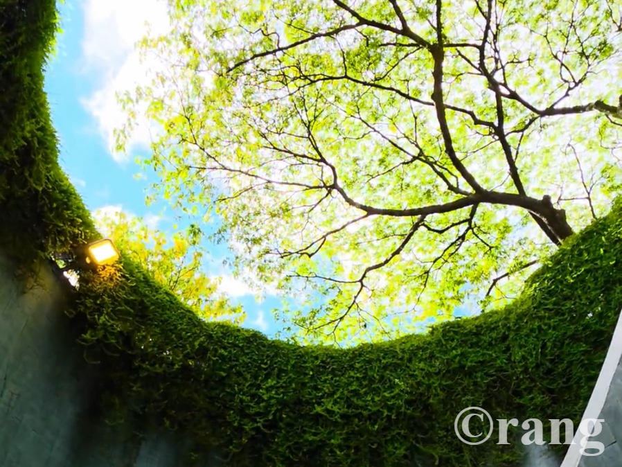Fort Canning Tree Tunnel: Complete Singapore Visitor Guide 2026