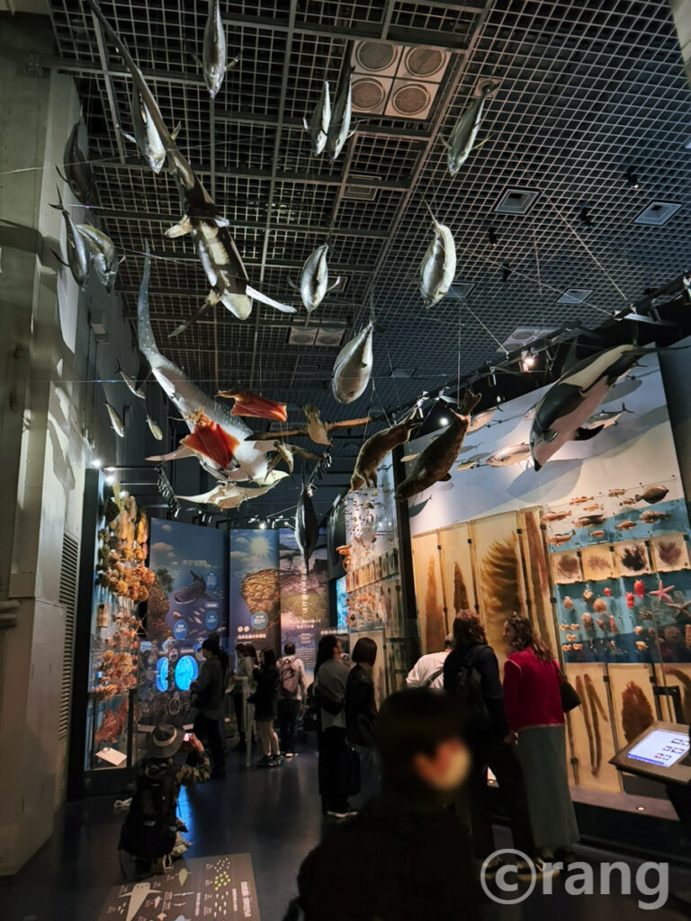 Ocean ceiling room with marine life models