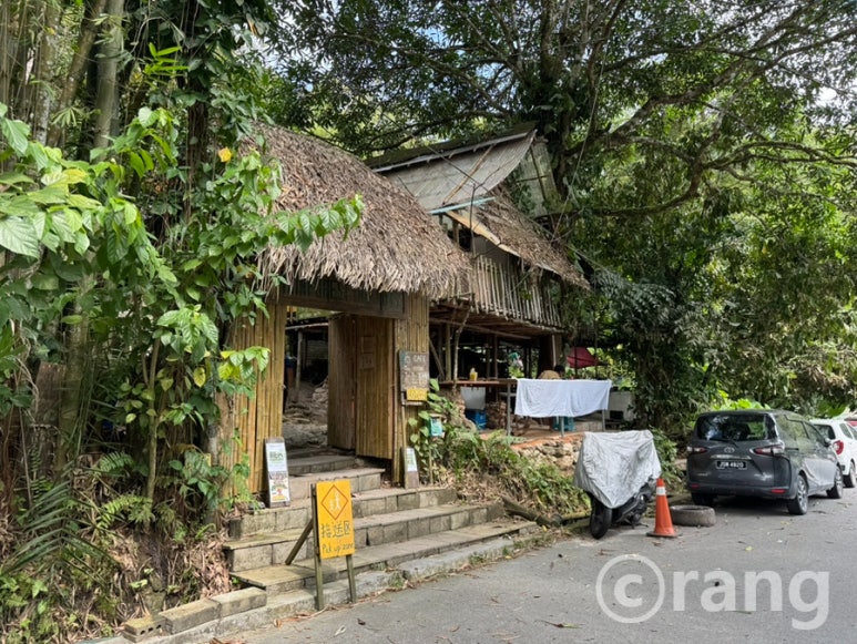Rainforest Tree House