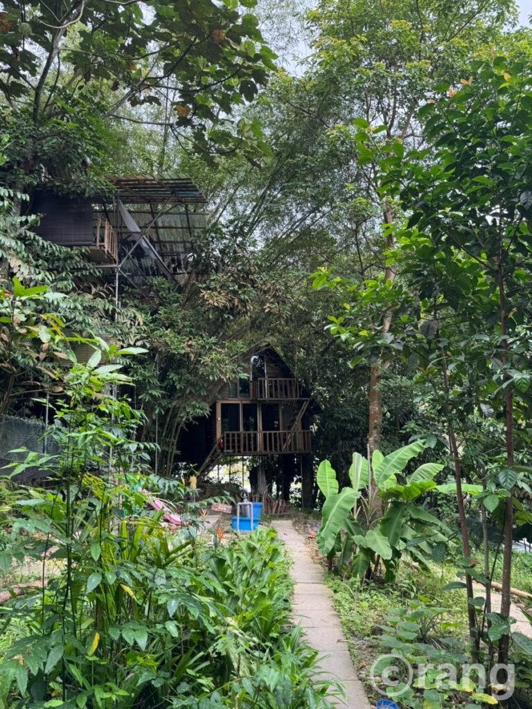 Rainforest Tree House9